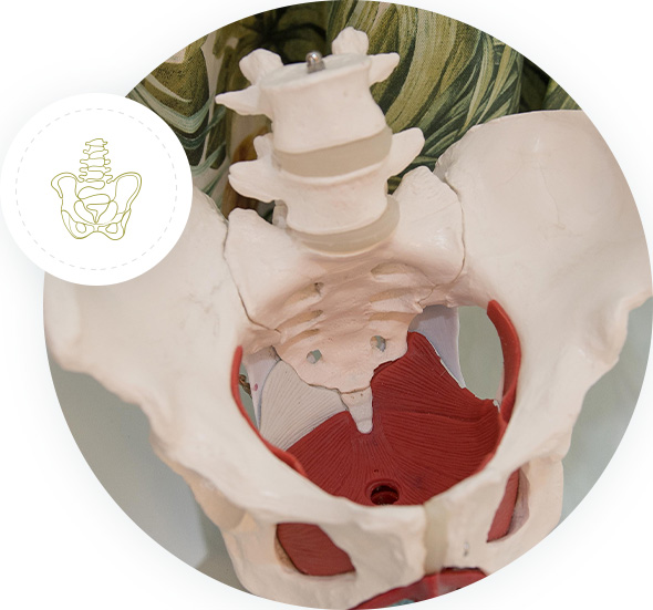 What-is-Pelvic-Floor-Physiotherapy-img-update picture of pelvis bones