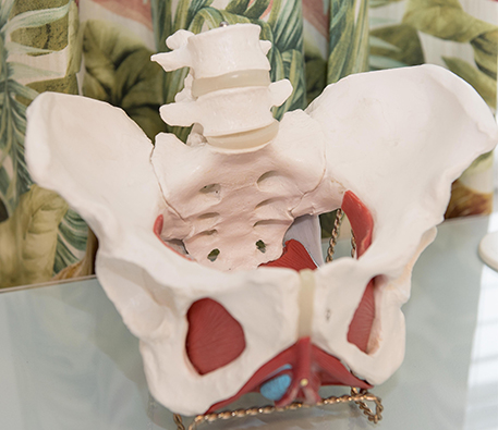 bones-of-the-pelvic-girdle-img-update